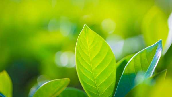 Close-up of bright green leaves with visible veins against a soft-focus green background, symbolizing nature, sustainability, and environmental stewardship.
